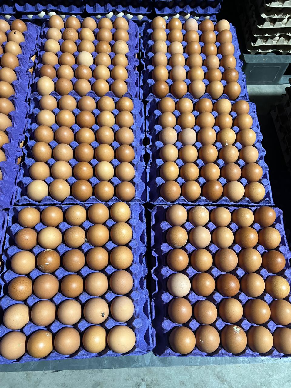 Eggs