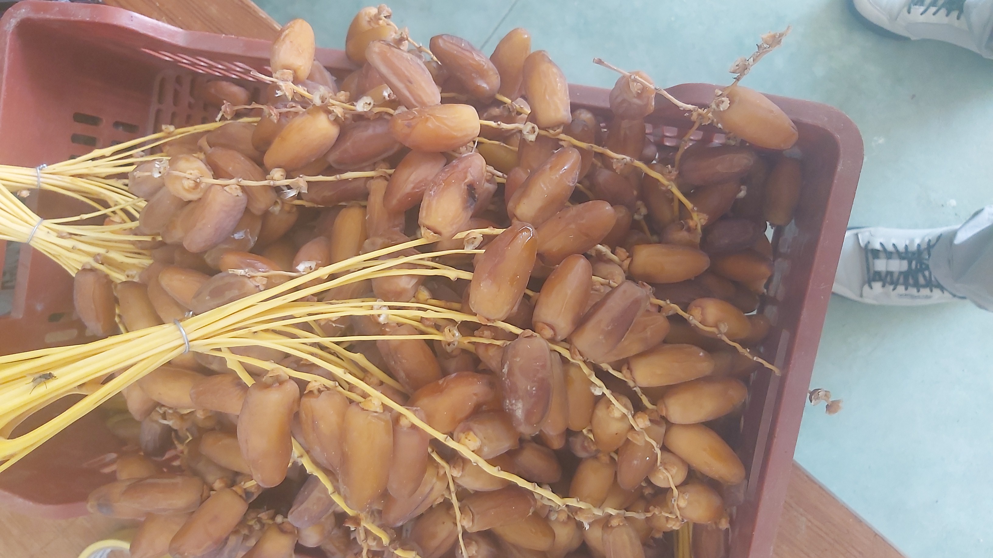 Deglet Noor – Branched