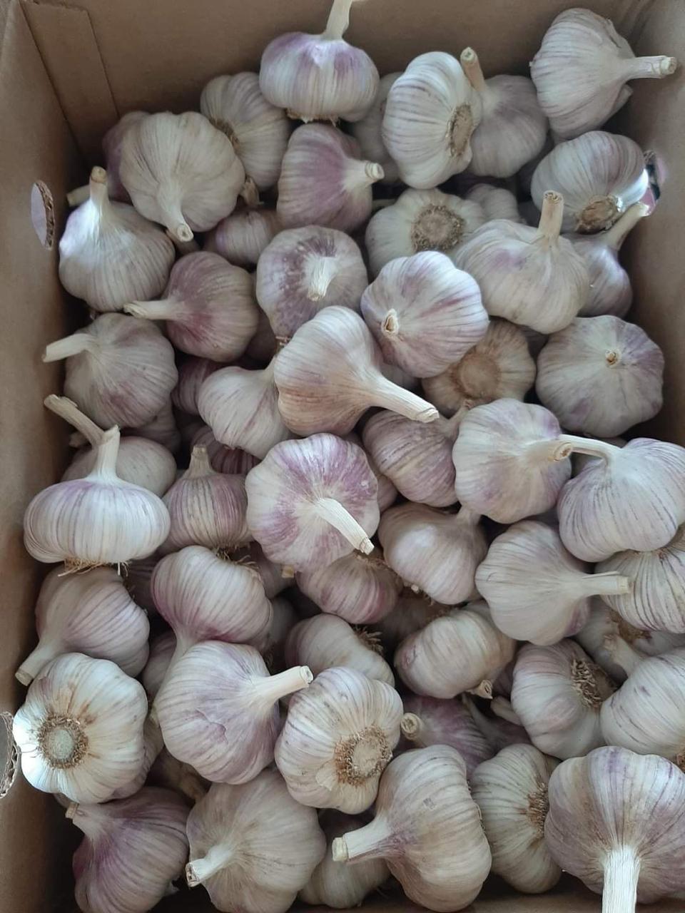 Garlic